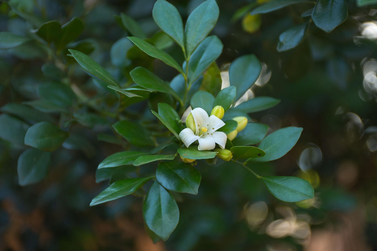 探寻五月之花,2008年最新市场动态分析与报价展示